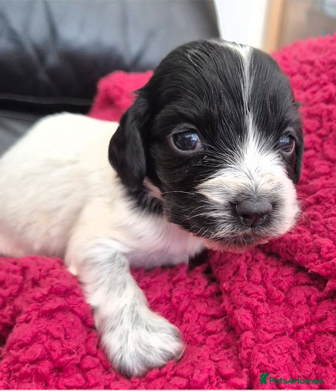 Cocker Spaniel dogs Show Cockers ~ 1 pup available Blue Roan GIRL  - Advert 9