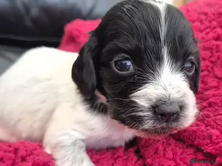 Cocker Spaniel dogs Show Cockers ~ 1 pup available Blue Roan GIRL - Advert 9