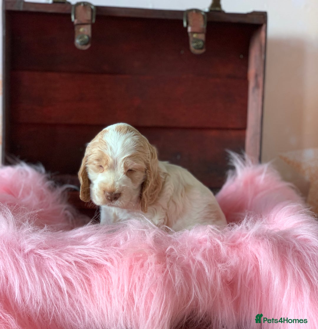 Cocker Spaniel dogs for sale: 5* LICENSED KC SHOW H/TESTED PUPPIES  - Image 26