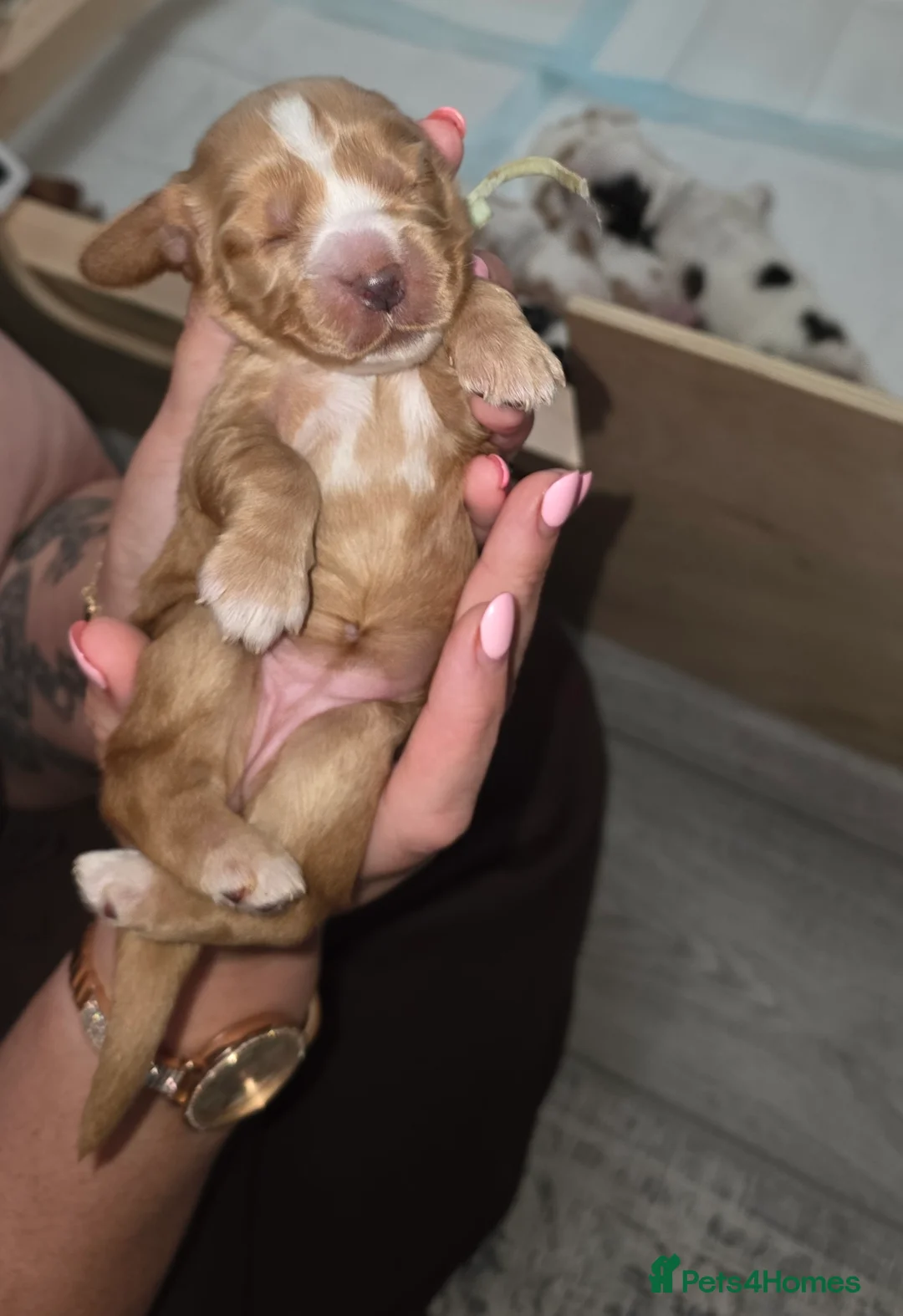 Cocker Spaniel dogs for sale: KC Registered Show cocker spaniel  - Advert 39