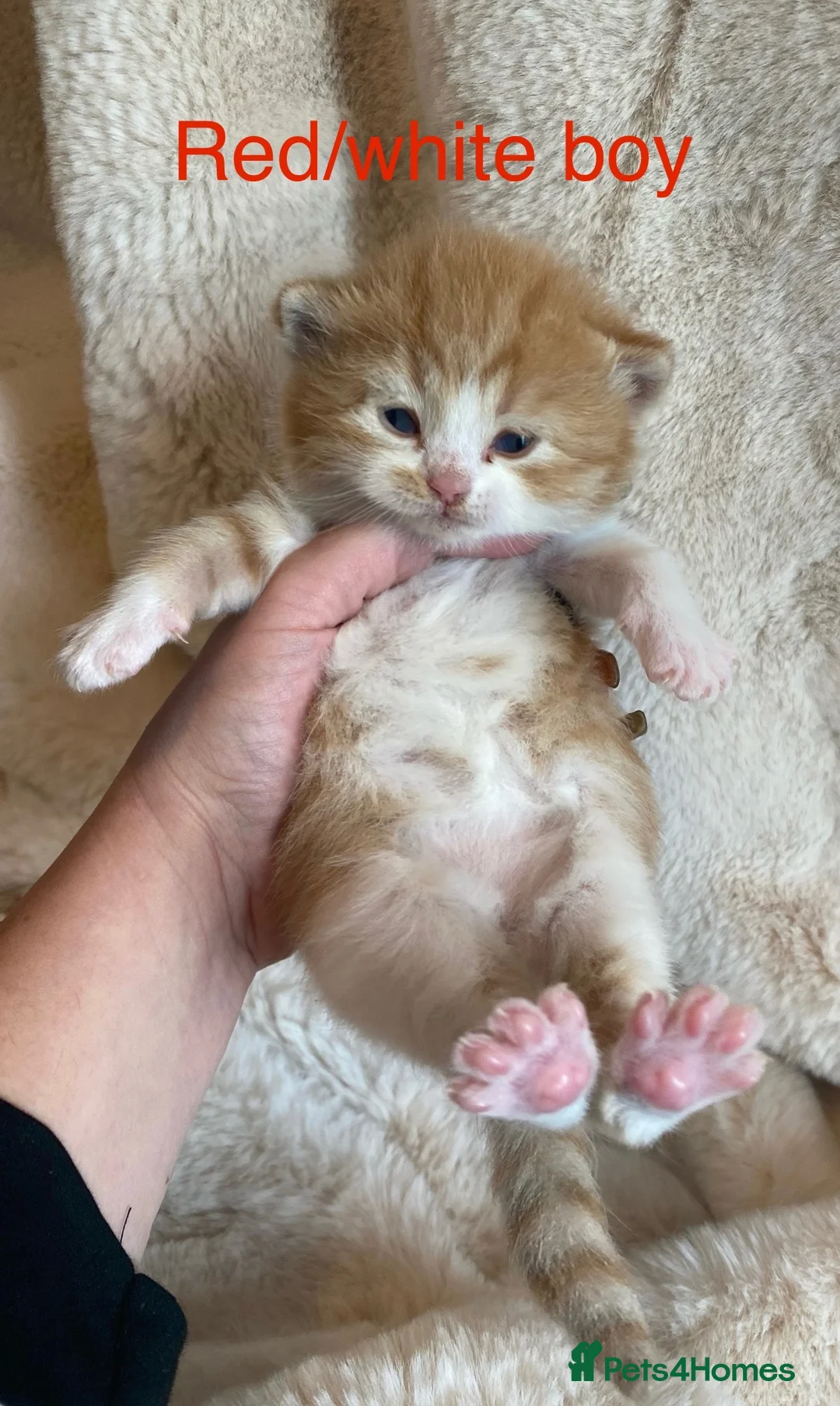 British Shorthair cats for sale: Beautiful docile boys  - Advert 1