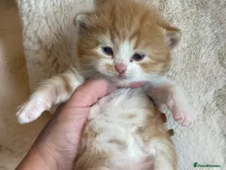 British Shorthair cats Beautiful docile boys - Advert 2