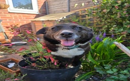 Mixed Breed dogs for adoption: Pepper for adoption - Image 5