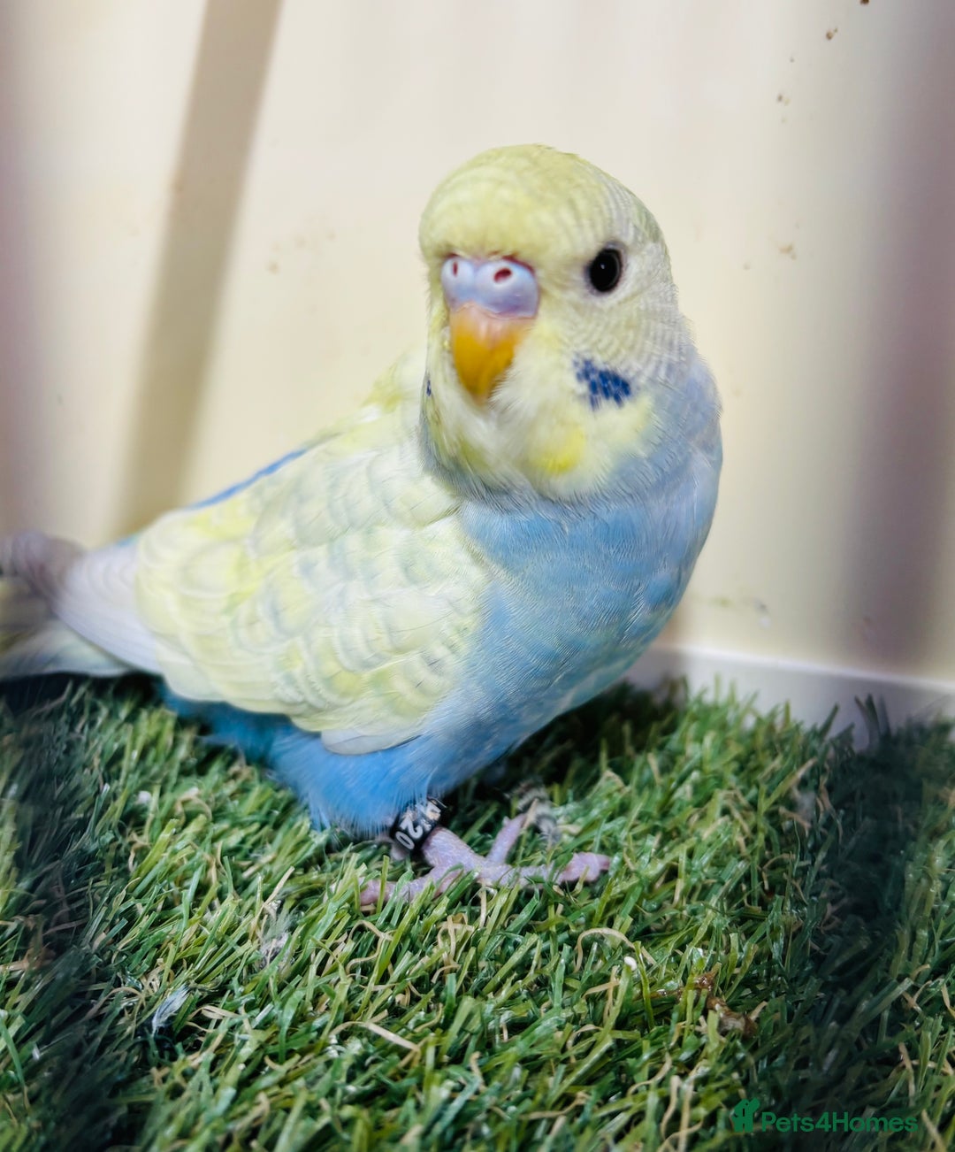Budgerigars birds for sale: Beautiful baby budgies for sale  - Image 9