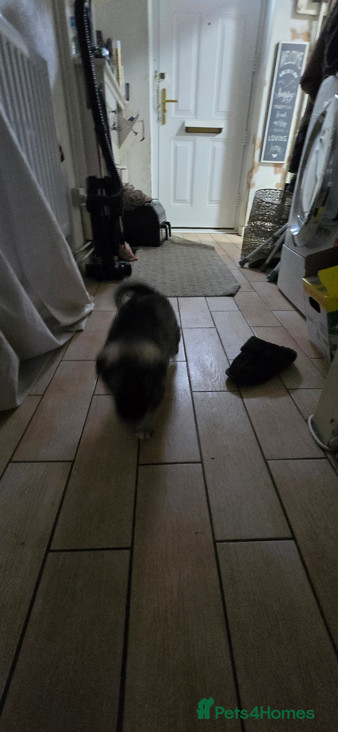 Siberian Husky dogs for sale: Husky pups - Advert 5