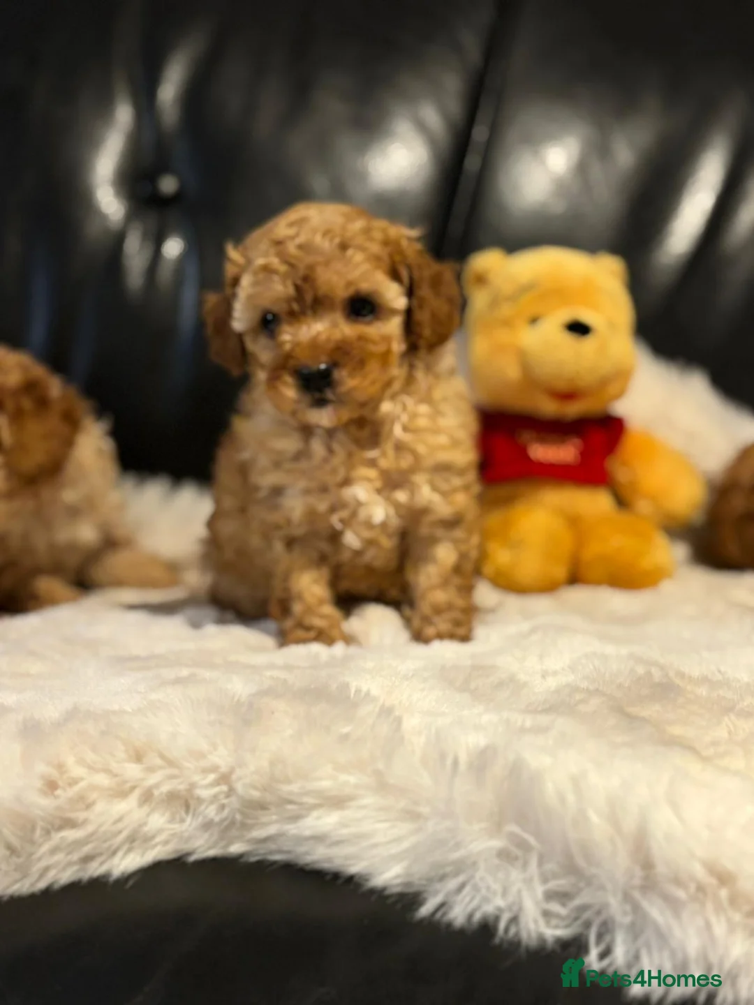 Toy Poodle dogs for sale: Stunning litter of toy poodles  - Advert 5