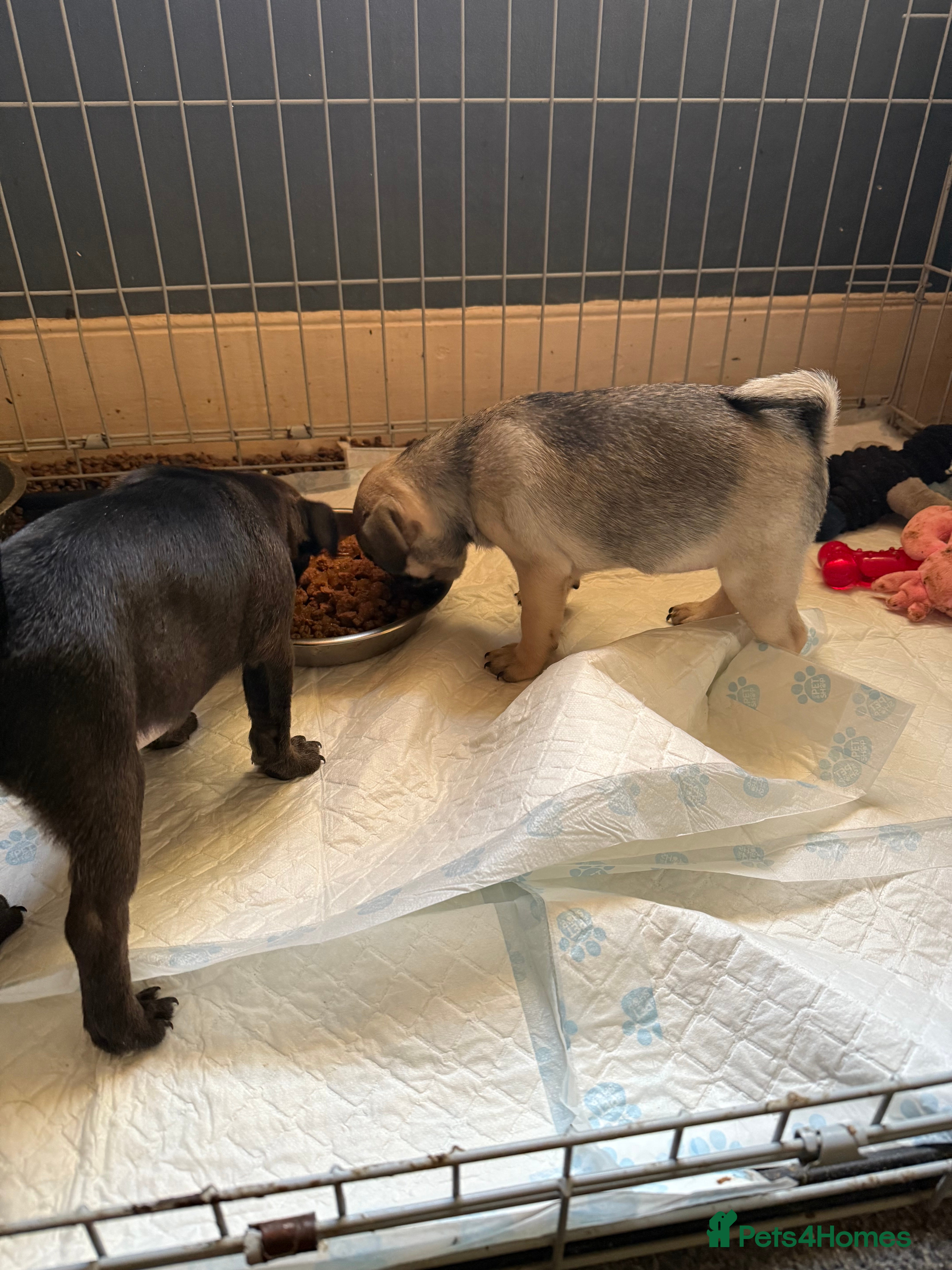 Pug dogs Last Pug puppy, Beige girl… Ready to leave NOW - Advert 2