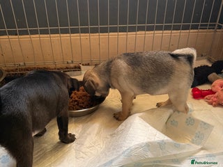 Pug dogs Last Pug puppy, Beige girl… Ready to leave NOW - Advert 2