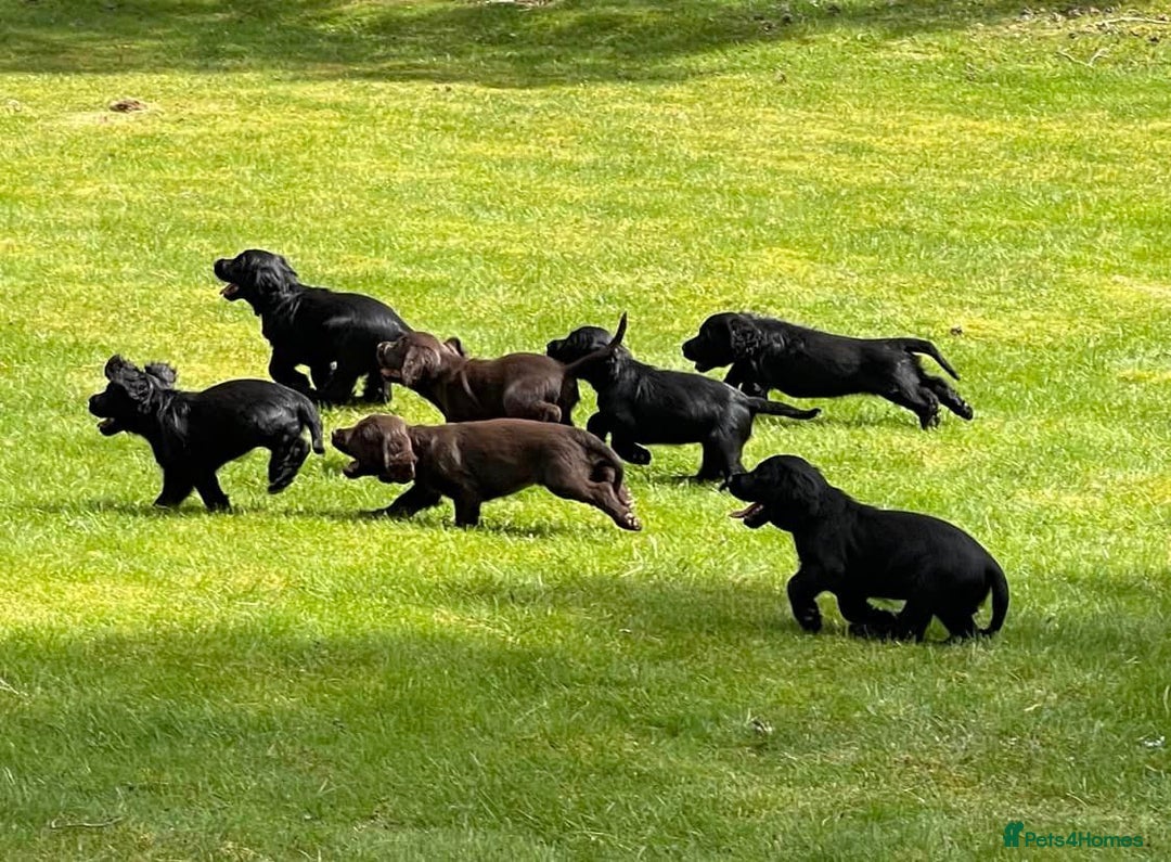 Cocker Spaniel dogs for sale: Gorgeous KC Reg Cocker Spaniels for Forever Homes - Advert 7