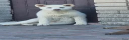 Japanese Akita Inu dogs for sale: Japanese Akita puppies  - Advert 2