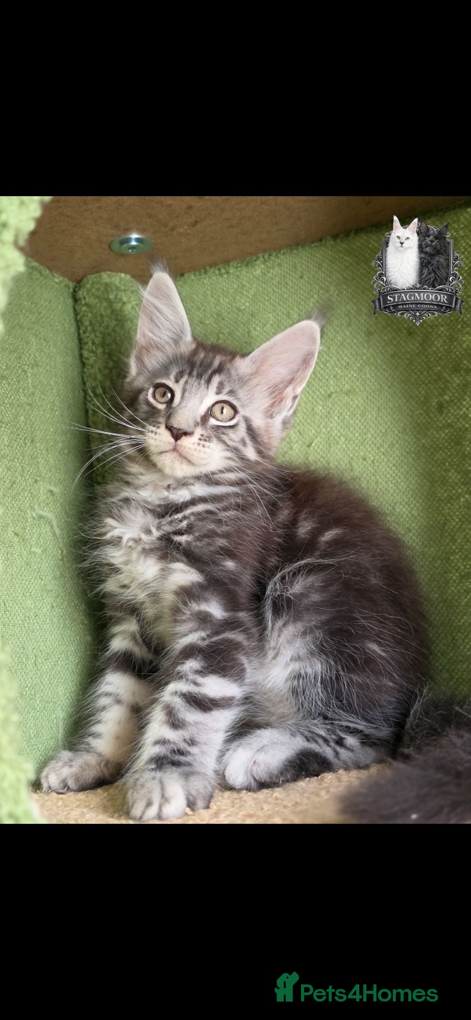 Maine Coon cats 2 Beautiful TICA Registered Maine Coon Kittens - Advert 2