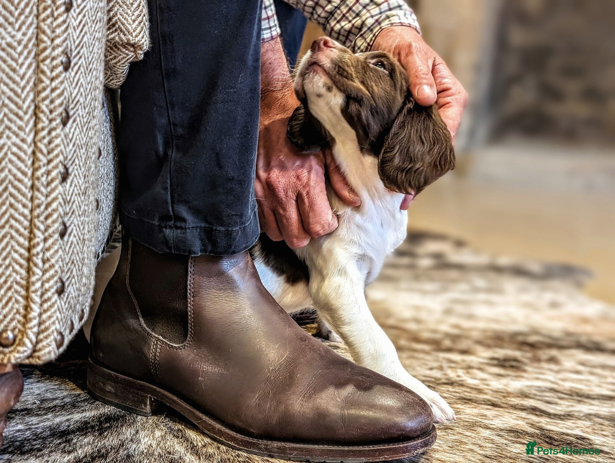 English Springer Spaniel dogs KC Registered English Springer Spaniel Puppies - Advert 1