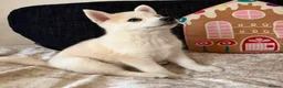Pomsky dogs for sale: 3 Adorable Pomsky Puppies  - Advert 10