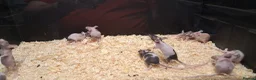 Mixed Breed reptiles for sale: Baby Fancy Pet Mice Females  - Advert 6