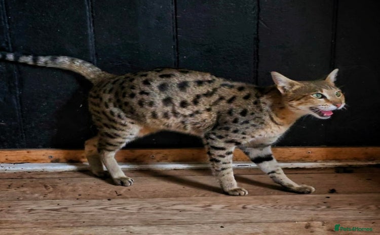 Savannah cats - Advert 1