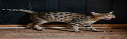 Savannah cats for sale: F2 female savannah  - Advert 1