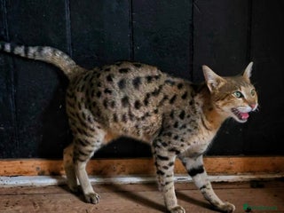 Savannah cats - Advert 6