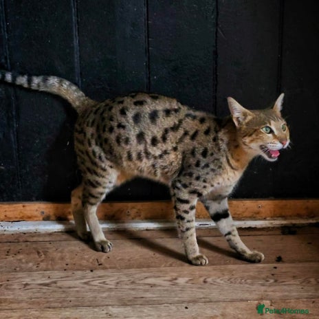 Savannah cats - Advert 3