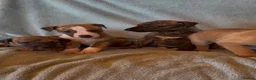 Whippet dogs for sale: Gorgeous well natured whippet puppies  - Advert 8