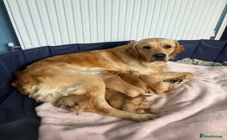 Golden Retriever dogs - Advert 11