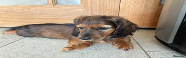 Miniature Dachshund 2