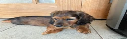 Miniature Dachshund dogs for sale: Miniature Longhaired Dachshund - Advert 9