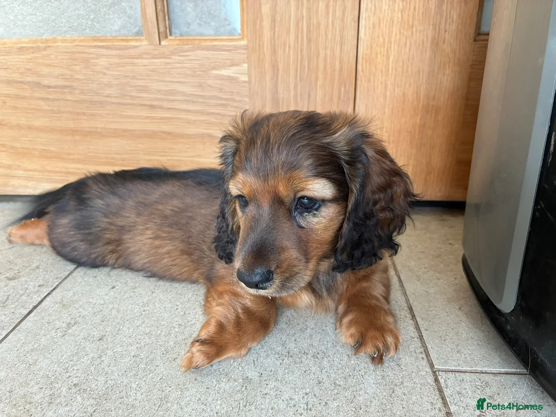 Miniature Dachshund dogs for sale: Miniature Longhaired Dachshund - Advert 9