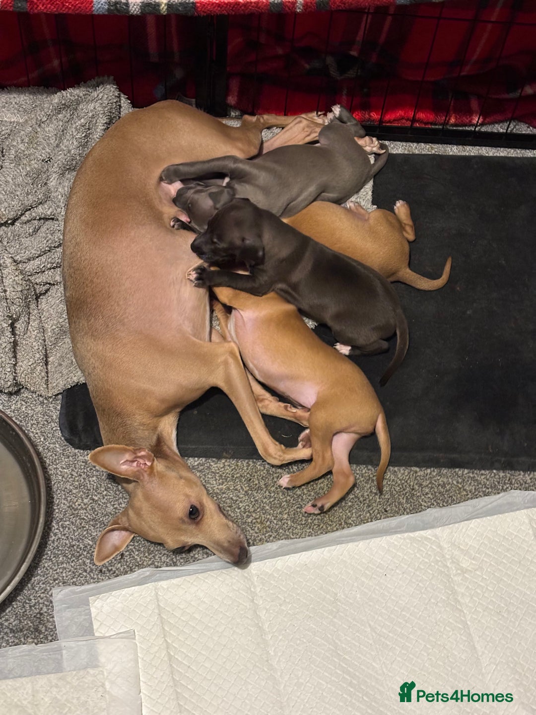 Italian Greyhound dogs for sale: 3 Italian greyhound puppies  - Advert 4