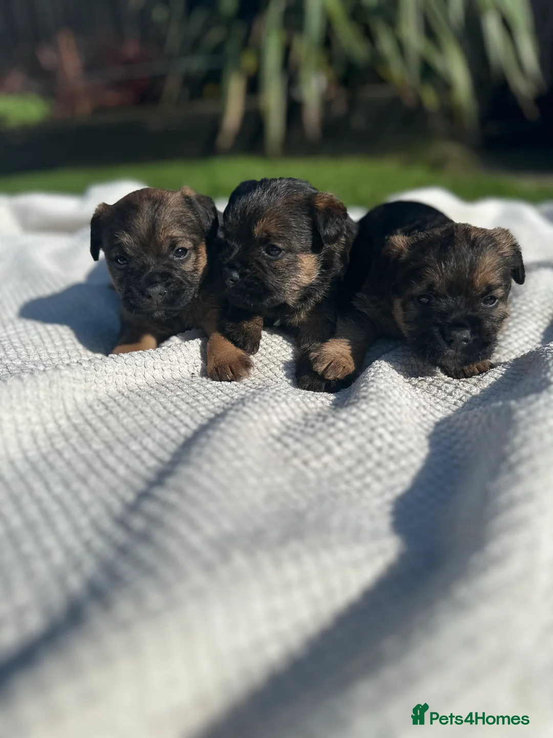 Border Terrier dogs for sale: KC Border Terrier puppies (SLEM Clear) - Advert 1