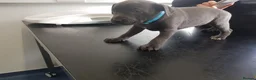 Staffordshire Bull Terrier dogs for sale: Staffordshire bull terrier  in Stoke-on-Trent - Advert 9