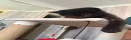 Scottish Fold cats for sale: Beautiful Scottish Fold & Straight Female Kittens - Advert 10