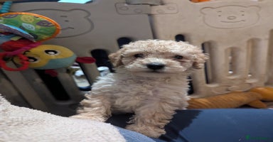Miniature Poodle dogs - Advert 3