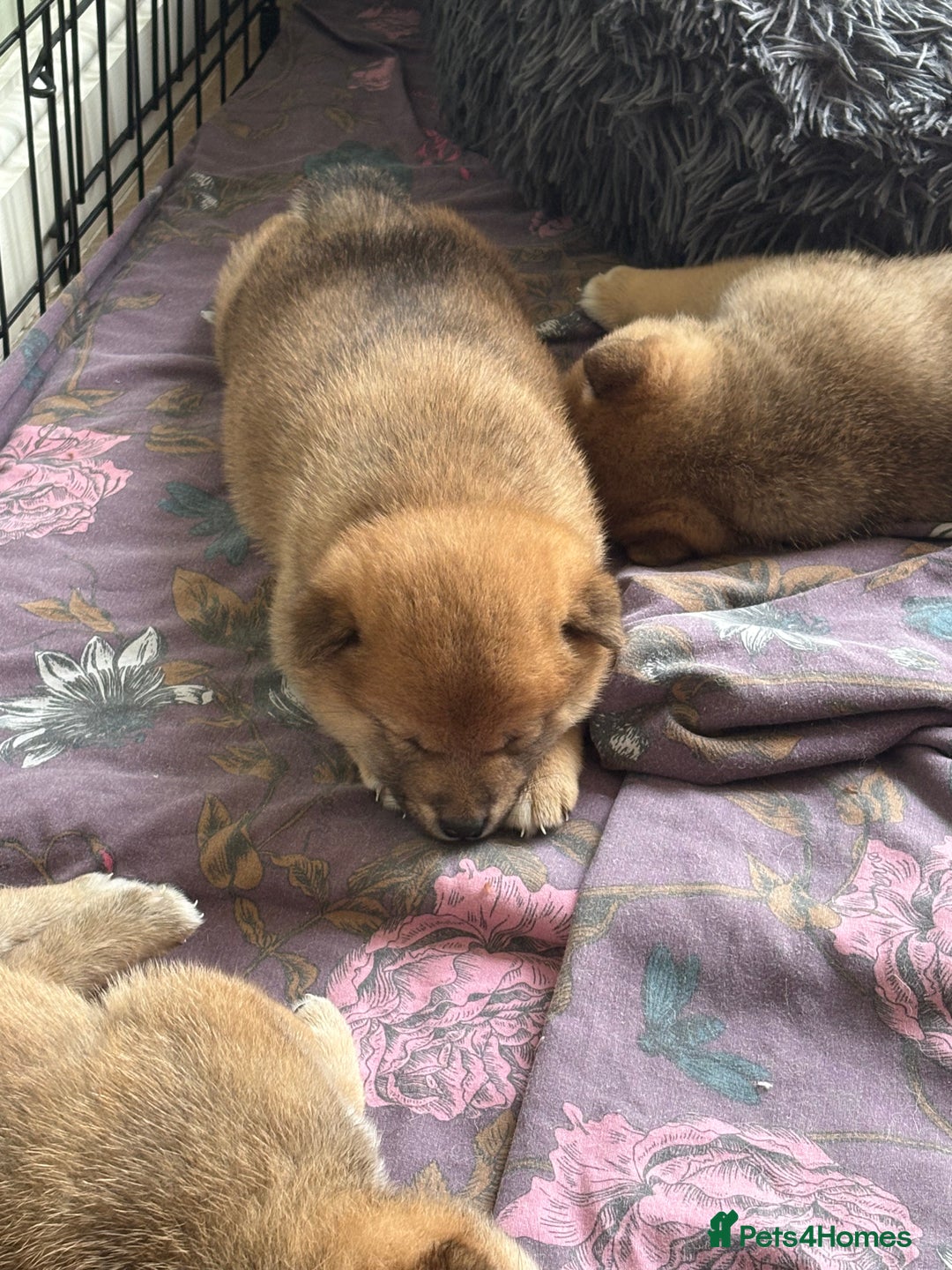 Japanese Shiba Inu dogs for sale: KC Registered Japanese Shiba-Inus  - Image 7
