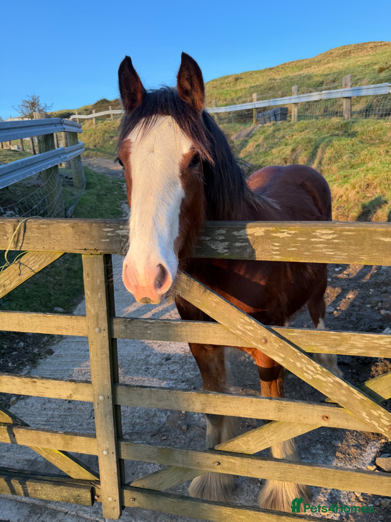 Other Breed horses Abrams Wildwood Heart - Advert 10