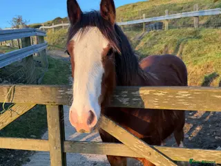 Other Breed horses Abrams Wildwood Heart - Advert 2