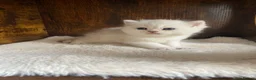 British Shorthair cats for sale: Silver pedigree British Shorthair kittens  - Advert 19