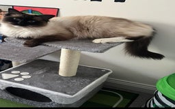 Ragdoll cats for sale: Male Ragdoll 2.5 years  - Advert 3