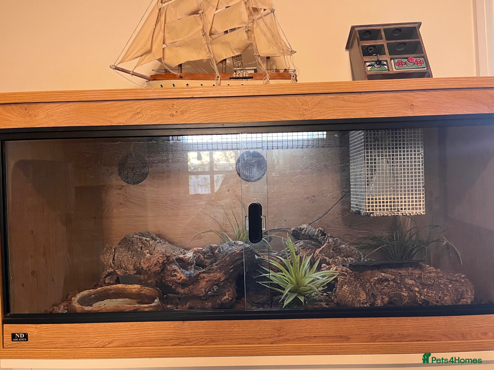 Leopard Gecko reptiles Mac Murphy snow leopard Gecko with full set up - Advert 2