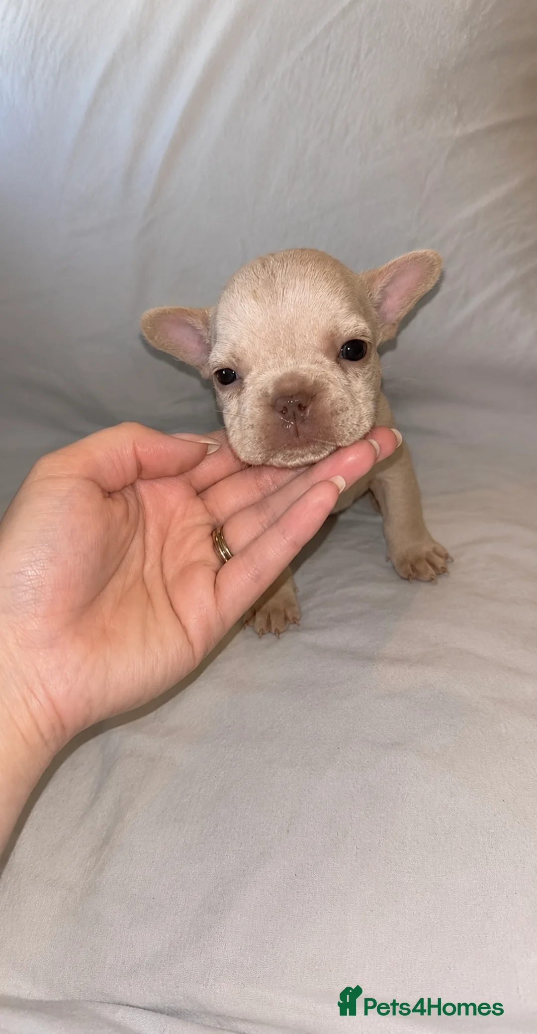 French Bulldog dogs for sale: Beautiful French Bulldog Litter  - Advert 2