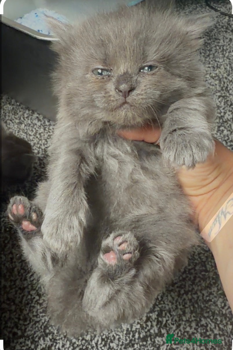 British Longhair cats  Gorgeous blue BLH kittens  - Advert 6