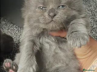 British Longhair cats Gorgeous blue BLH kittens - Advert 6