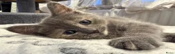 Mixed Breed cats for sale: Four Adorable Kittens Looking for Forever Homes - Advert 15
