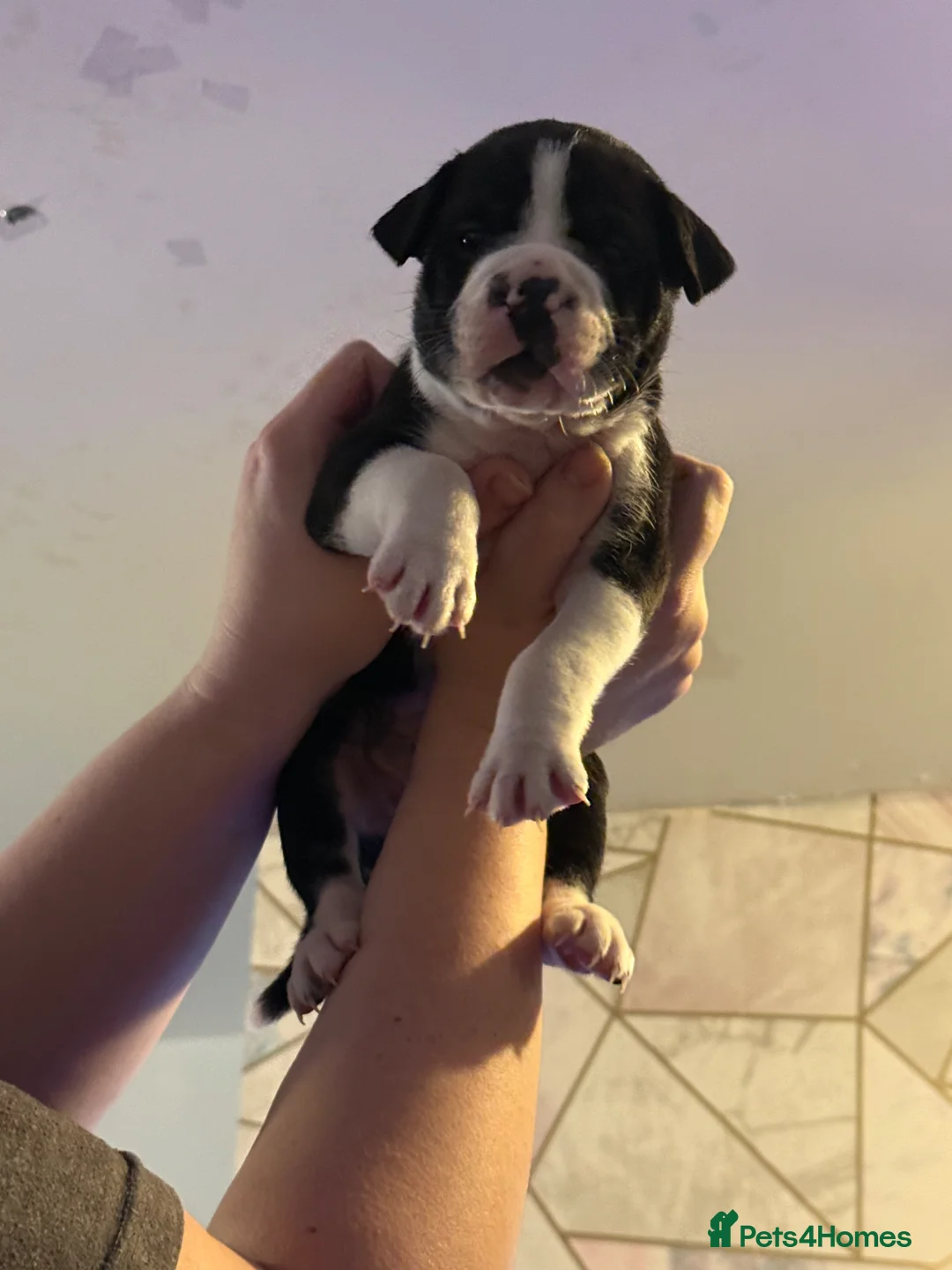 Mixed Breed dogs for sale: Mix breed Labrador/frenchie frenchadours  - Advert 27