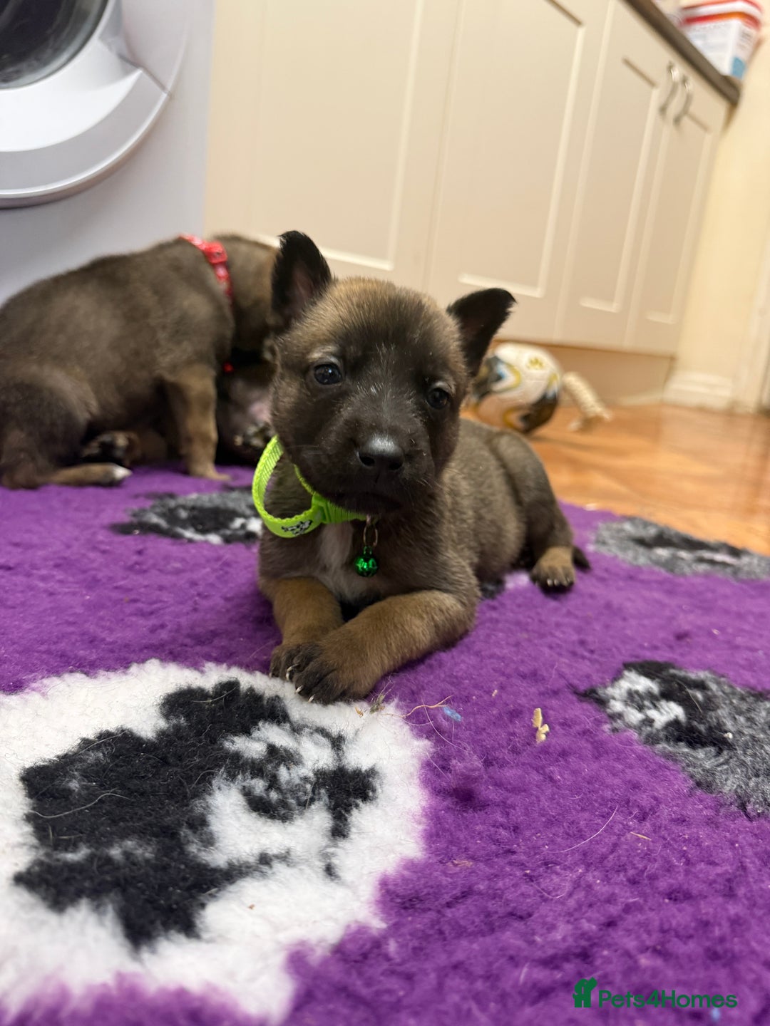 Belgian Shepherd Dog dogs for sale: KC Registered & Health Tested Belgian Malinois - Advert 17