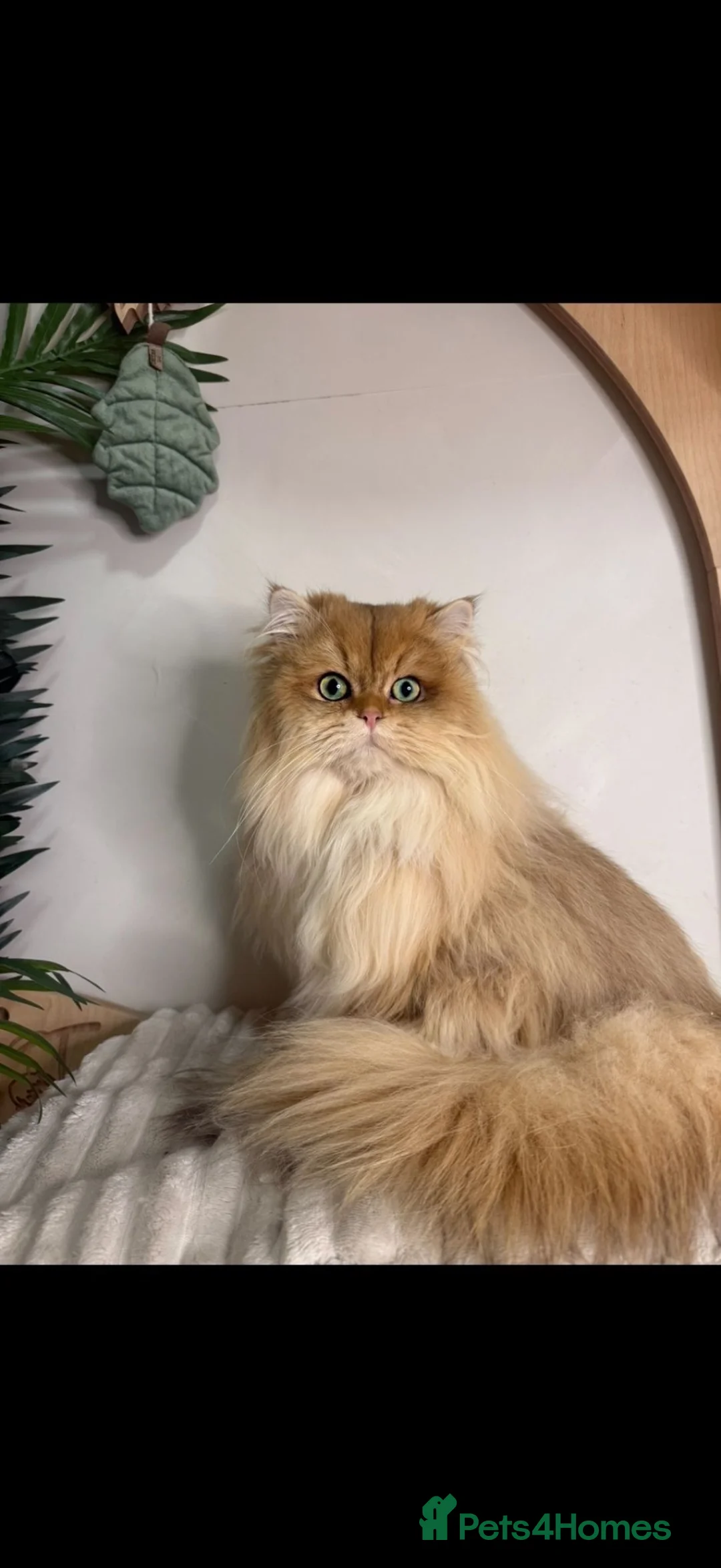 British Longhair cats for sale: Waffles Semi Retired Stud Cat 1 year old - Advert 2