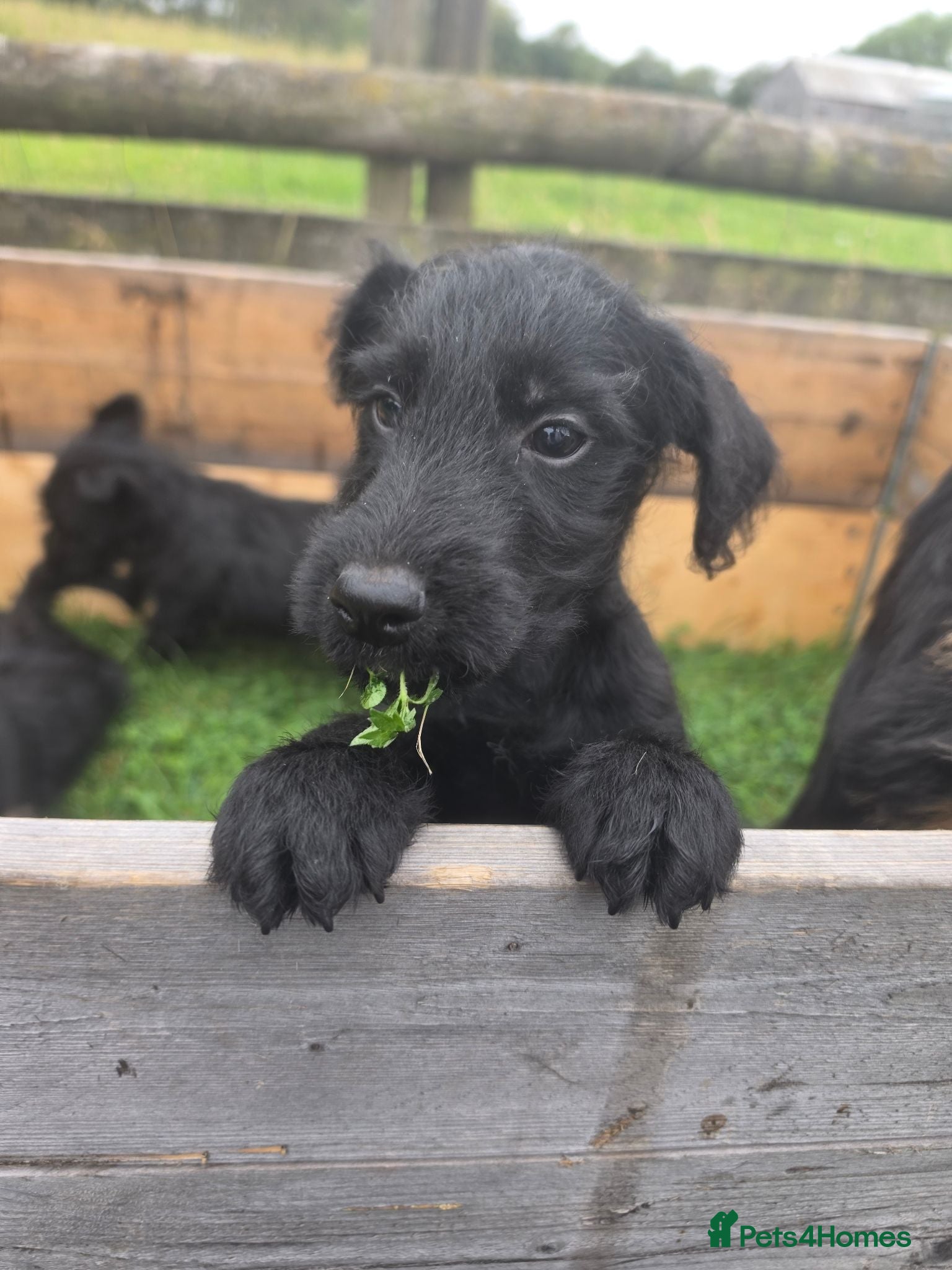 Mixed Breed dogs 3/4 welsh terrier 1/4cocker spaniel puppys - Advert 2