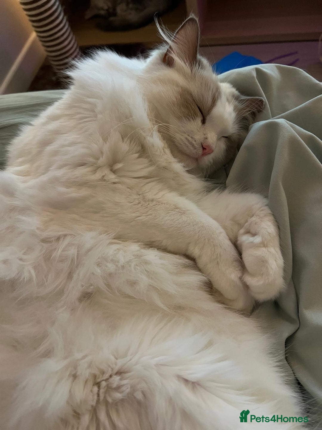 Ragdoll cats for sale: GCCF Registered Lilac Bicolour Ragdoll   - Advert 3