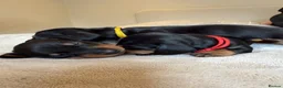 Dachshund dogs for sale: Dachshund Puppies - Ready to reserve - Advert 5