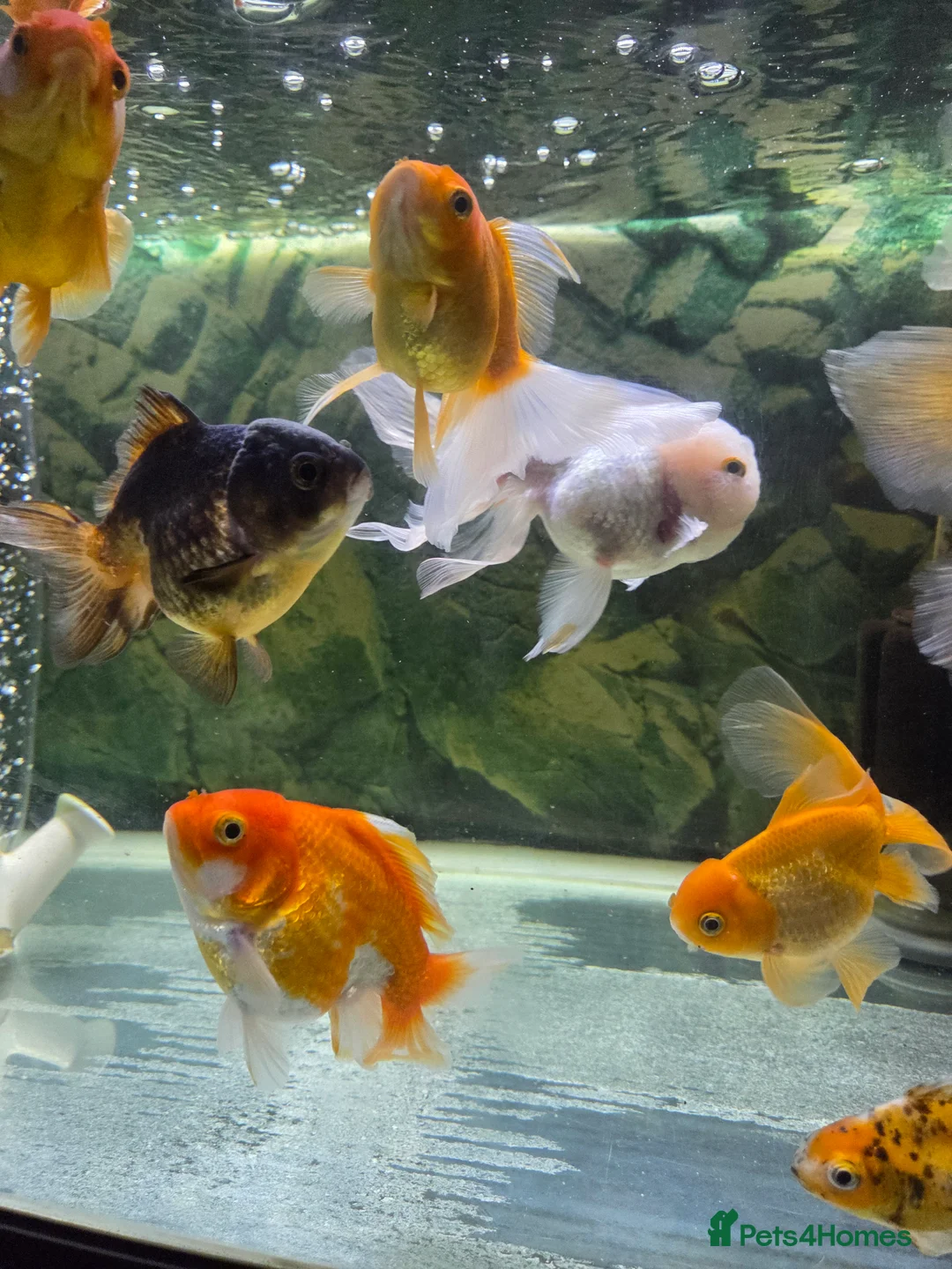 Fancy Goldfish fish for sale: 15 fancy goldfish  in Selkirk - Advert 5