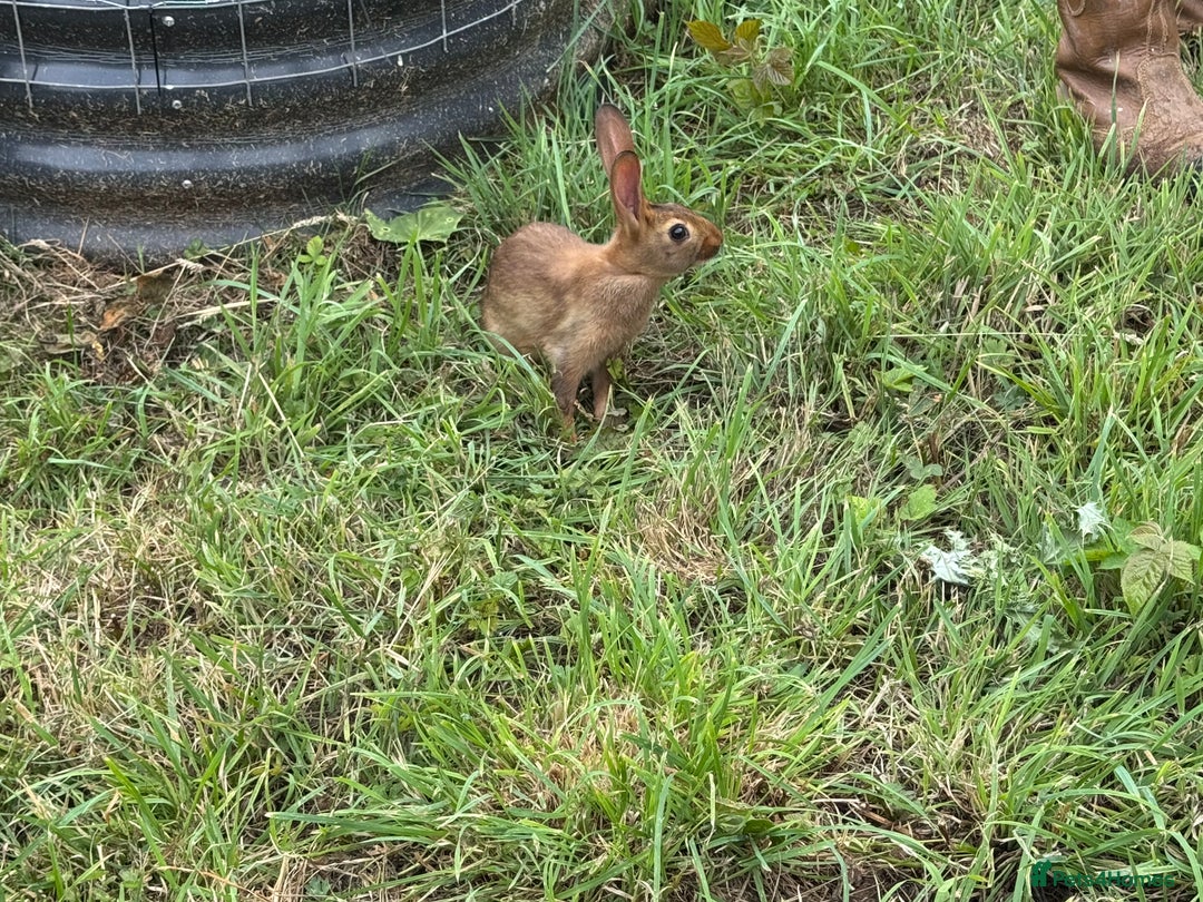Belgian Hares rabbits for sale: Belgian hares  - Image 12